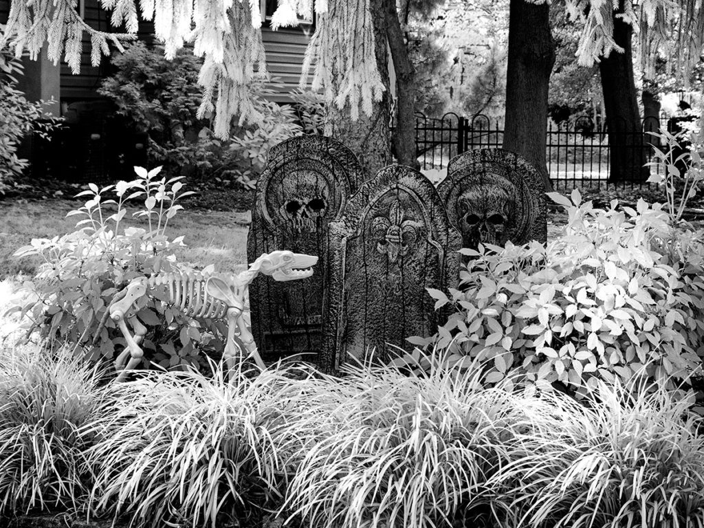 Dog skeleton and grave stones