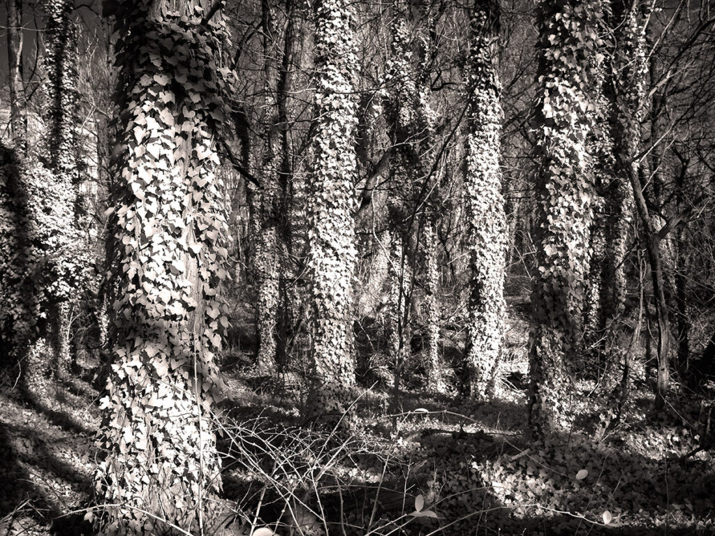 Turned white through infrared photography, English ivy can look other worldly.