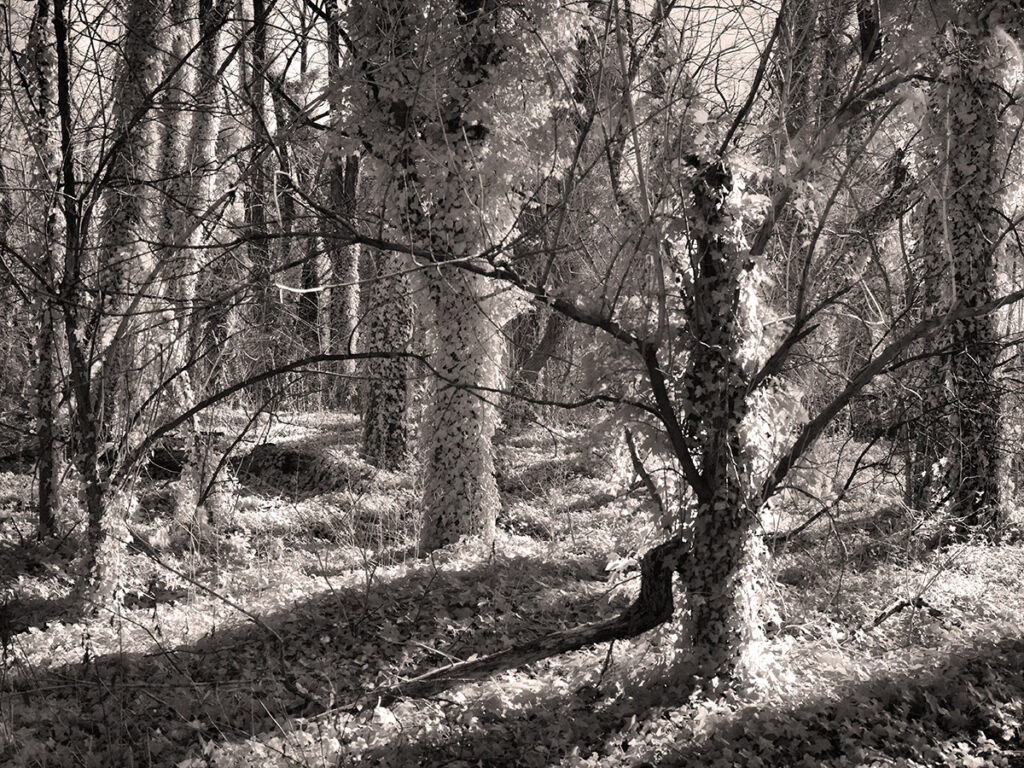 Sadler's Woods is a dense forest enveloped by dense growths of English ivy.