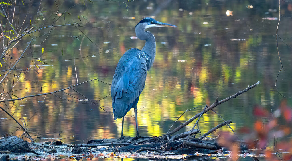 A Great Blue Heron at Newton Lake Park, Camden County, New Jersey