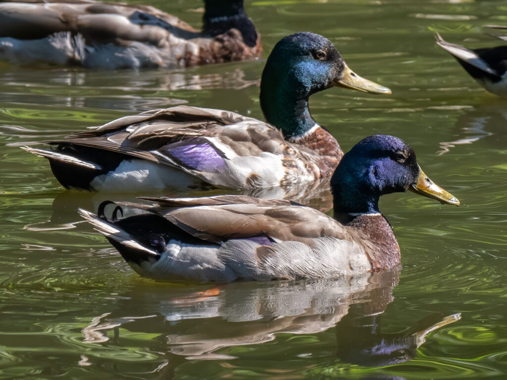 Highly-colored Mallard Ducks at Newton Lake Park in Haddon township, New Jersey