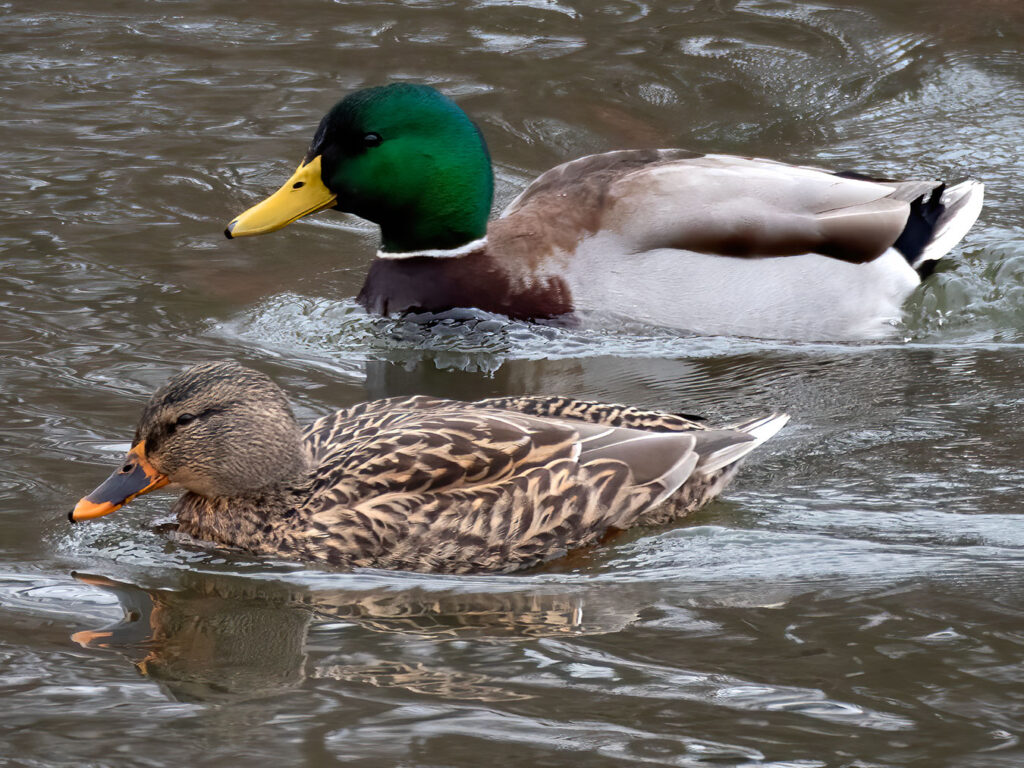 Male and female Mallard Ducks during the springtime in Newton Lake Park, New Jersey