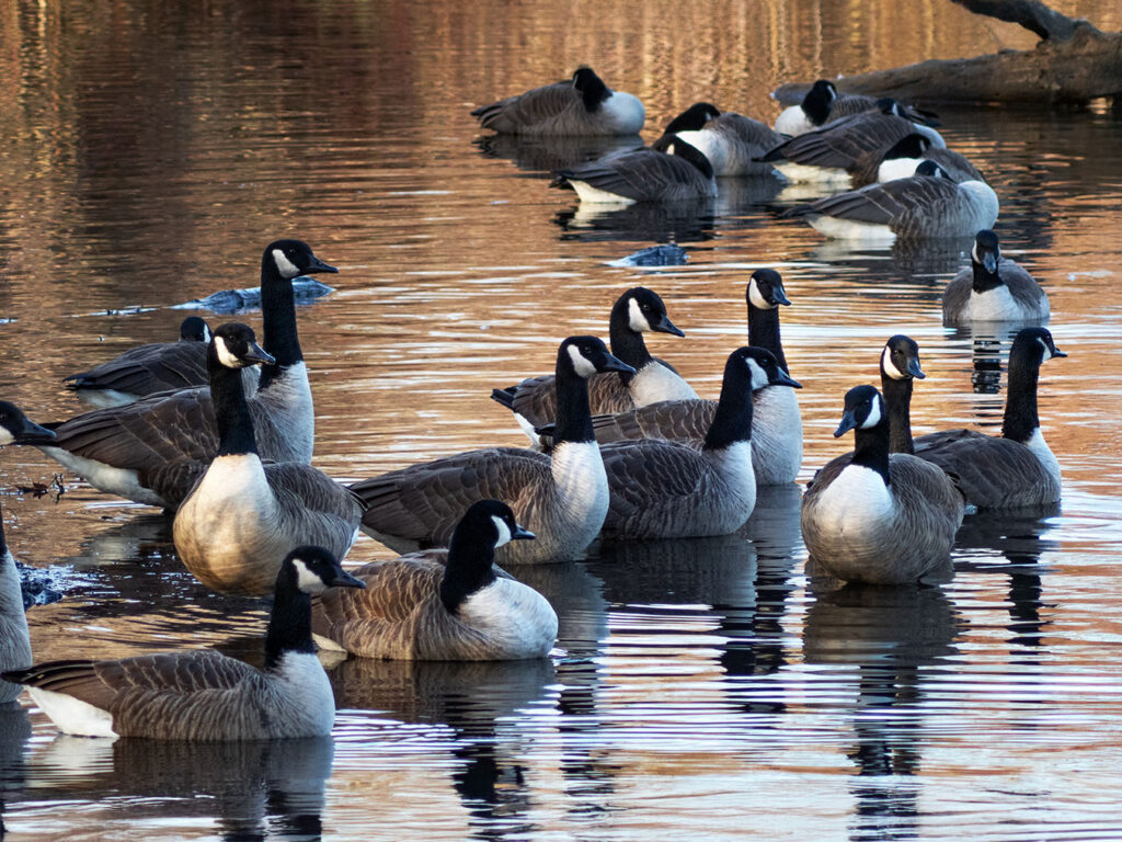 A flock of Canadian Geese on Newton Lake in Haddon Township, New Jersey