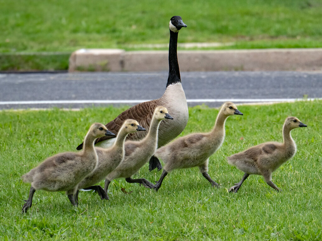 A mother Canadian Goose and her five goslings.