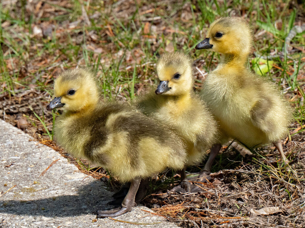 Three fuzzy Canadian Goose goslings in Newton Lake Park, Haddon Township, New Jersey