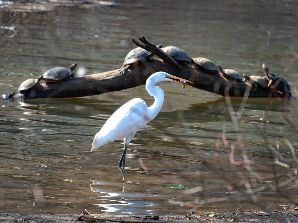 A Great White Egret captures a fish along the shoreline of Newton Lake in New Jersey