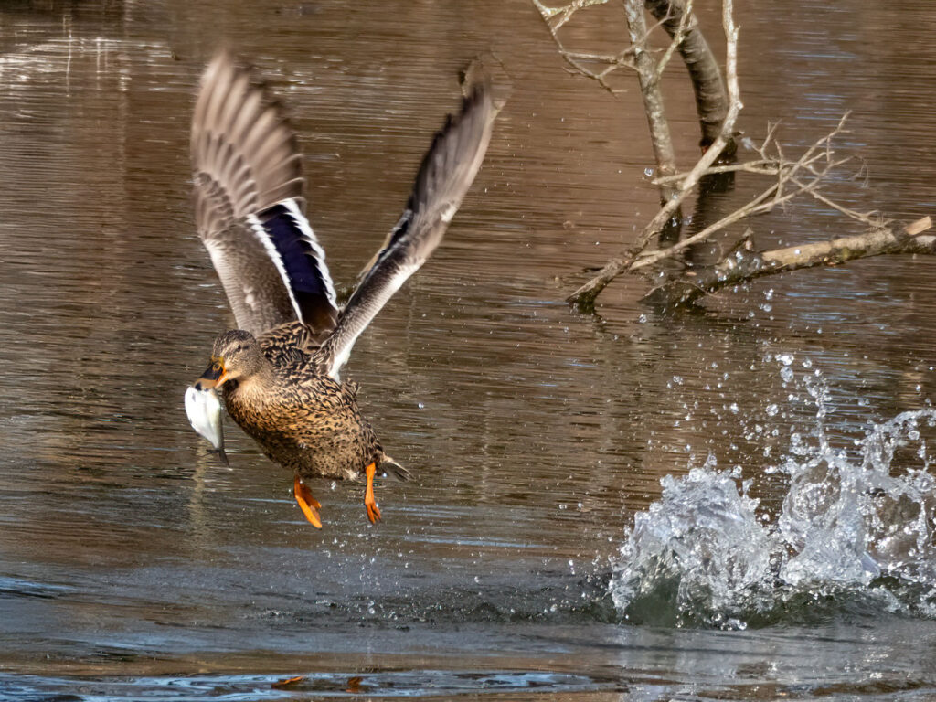 A Mallard duck airborne with a fish in its beak.