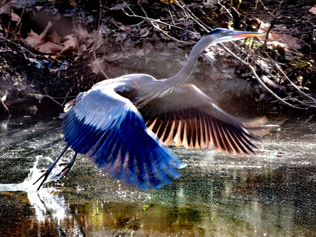 A majestic Great Blue Heron lifts off in a beam of sunlight on Newton  Lake in New Jersey