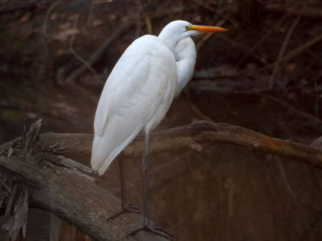 A Great Egret in a side portrait