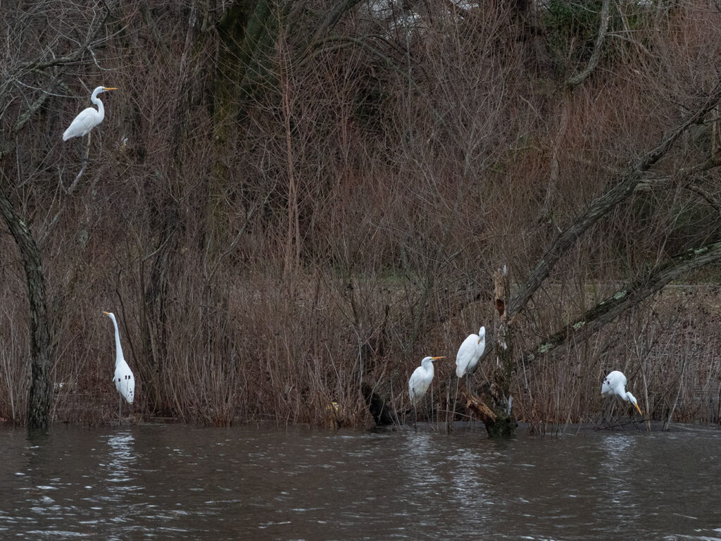 A family of egrets in a roosted in a wooded area of New Jersey