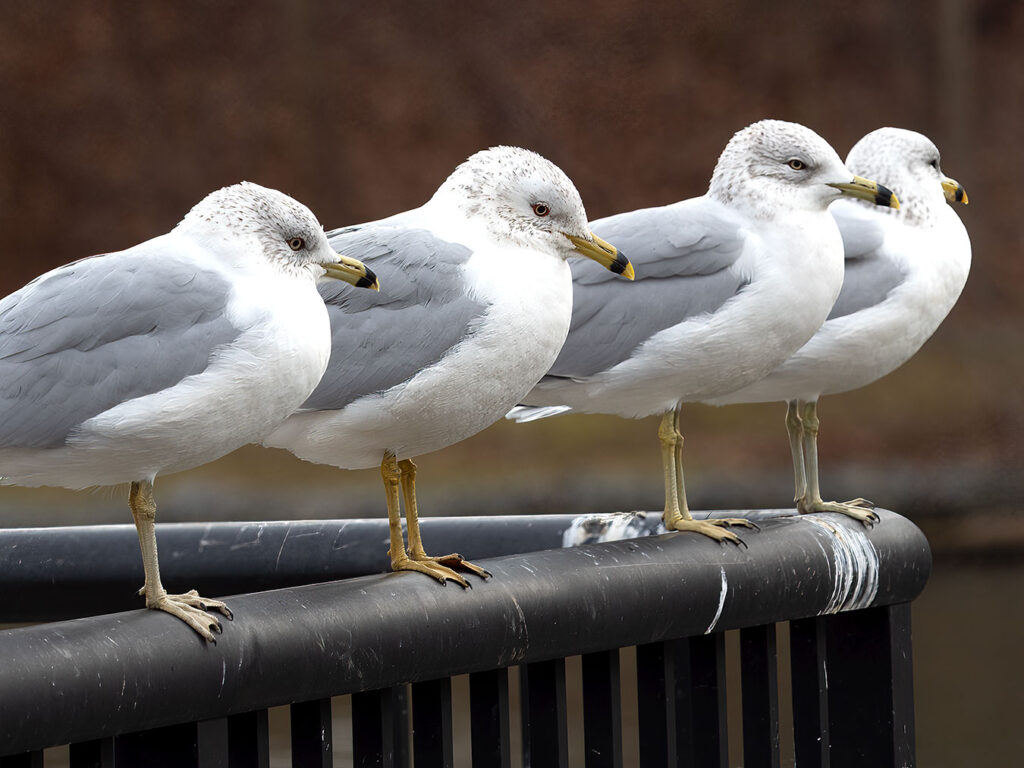 A row of Ring-billed seagulls