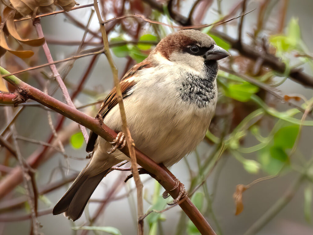 Close-up of a House Sparrow on a tree branch.