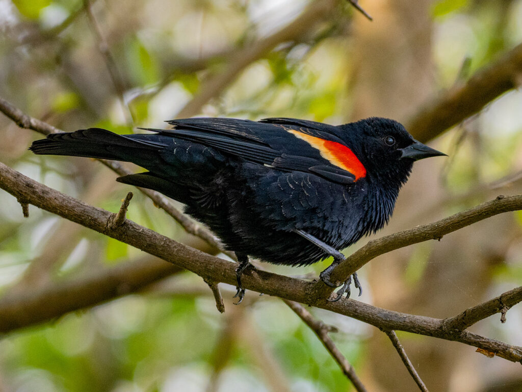Close-up of a red-winged Blackbird