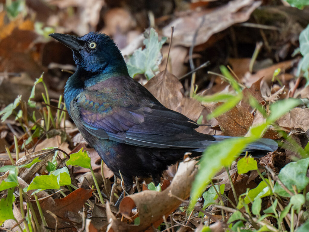 The iridescent feathers and colors of a Grackle