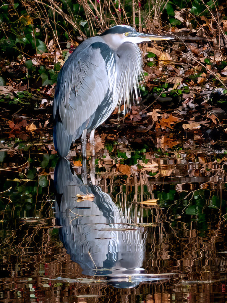 A Great Blue Heron and its reflection in the water.
