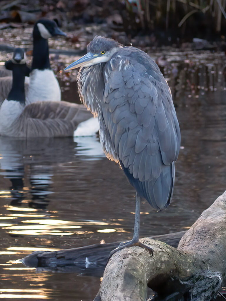 A Great Blue Heron roosting at Newton Lake Park, in Haddon Township, New Jersey.